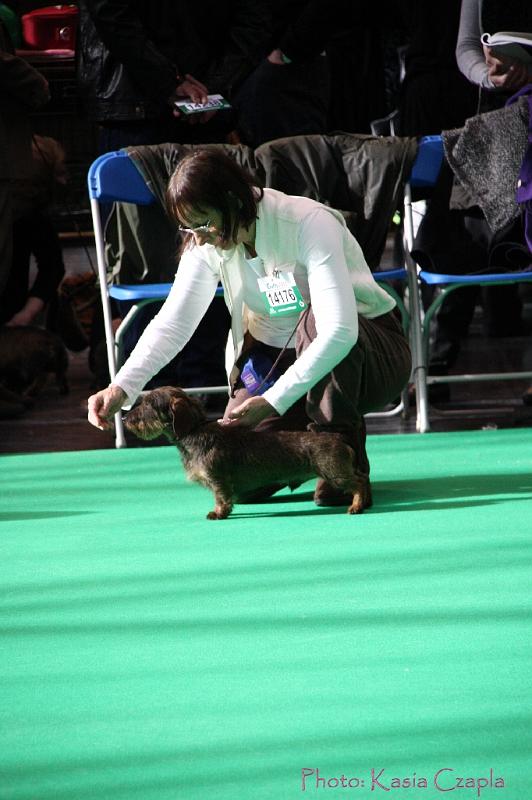 Crufts2011_2 579.jpg